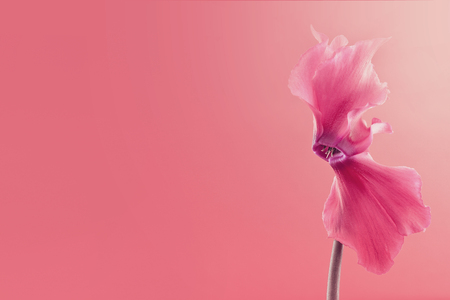 Cyclamen flower on pink background with space for greeting message. Mother's Day  background concept.の写真素材
