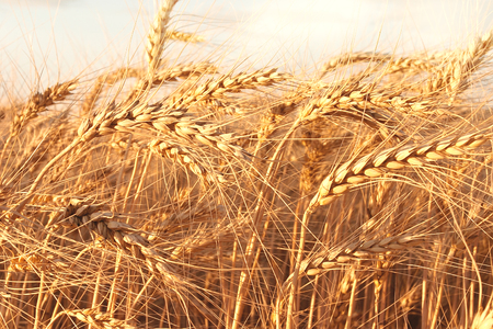 Ripe yellow ears of wheatの写真素材