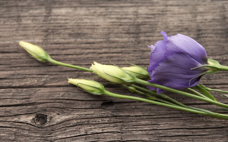 Purple flower lisianthus on rustic wooden background. Mother's Day background. Selective focusの写真素材