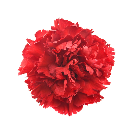 Single flower, red carnation isolated on white background. Top viewの写真素材