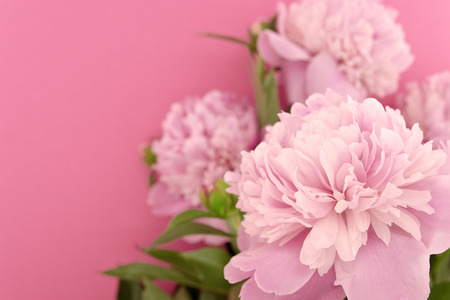 Pink peony flower on pink background with copy space for greeting message. Selective focus.の写真素材