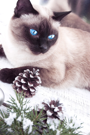 Portrait of a Siamese cat on a Christmas rustic background. Toned image. Soft focus.の写真素材