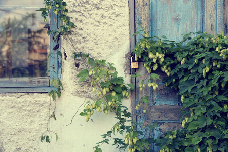 Old abandoned house overgrown with hops.の写真素材