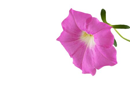 Pink petunia flower isolated on white backgroundの写真素材
