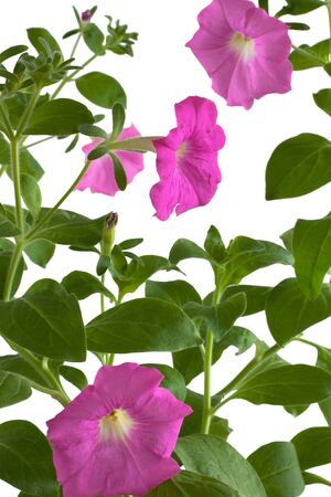 Pink petunia flowers isolated on white backgroundの写真素材