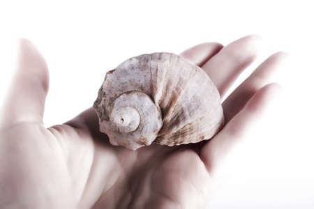 Hand holding sea shell isolated on white background, studio shot