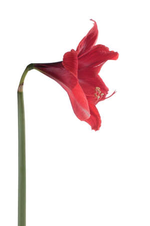 Beautiful red flower over light isolated on white background, studio shotの写真素材