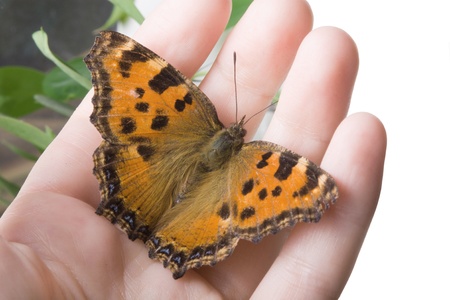 Beautiful orange butterfly on a woman handの写真素材