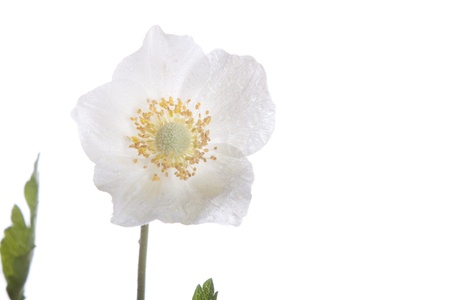 Beautiful white flower, anemone, studio isolated on white backgroundの写真素材