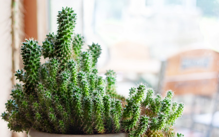 Cactus in flower pot on the window, succulentの写真素材