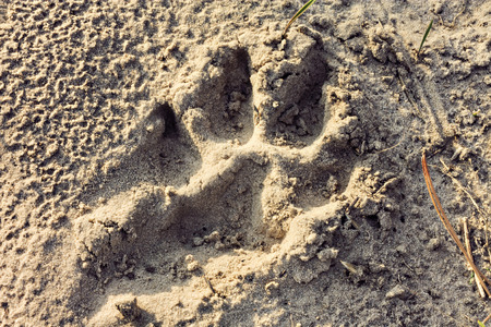 Big dog footprints on the sandの写真素材