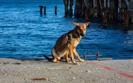 Stray dog at the sea shoreの写真素材