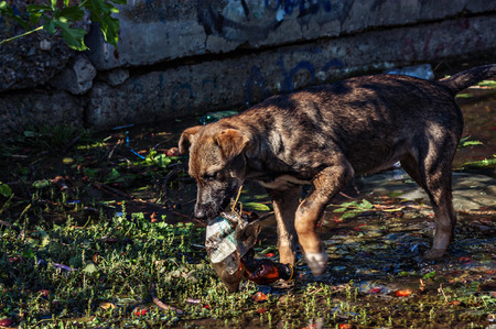 Dog dragging a garbage out of the water and cleaning after peopleの写真素材