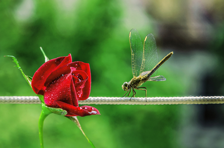Dragonfly sitting on a string and looking at the red roseの写真素材