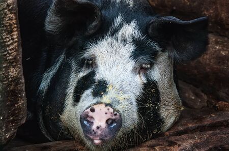 Portrait of pig in a pigsty, close-upの写真素材