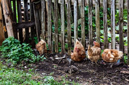 Four hens sitting together near the wooden fenceの写真素材