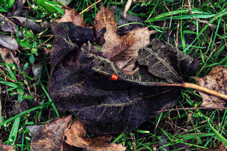 Green grass and dry leaves with a red ladybug from above, nature background, closeupの写真素材