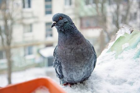 Portrait of grey pigeon sitting on the snowの写真素材