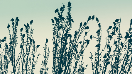 Branch of tree with birds silhouette against blue sky background. Tonedの写真素材
