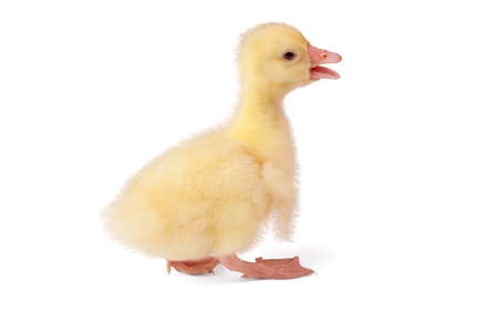 The newborn fluffy gosling on the white background.の写真素材