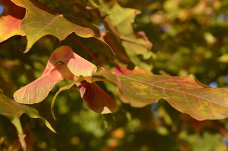 Maple tree seed pods in beautiful Autumn colors