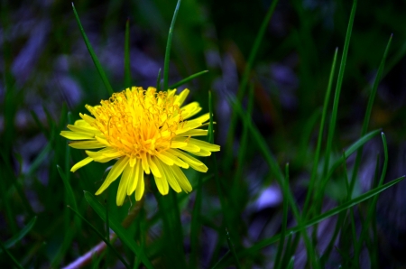 Dandelion Flower