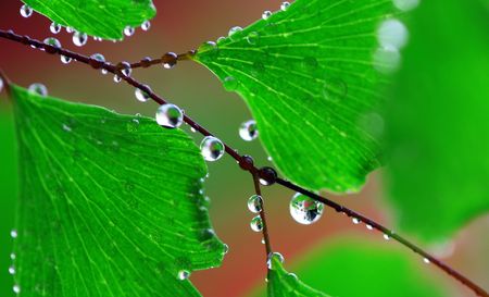 Macro. Water. Nature. Adiantumの写真素材