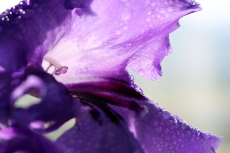 Flower of Gloxinia. Macro. Drops of water. Over whiteの写真素材