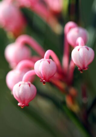 Blossoming bilberries, budsの写真素材