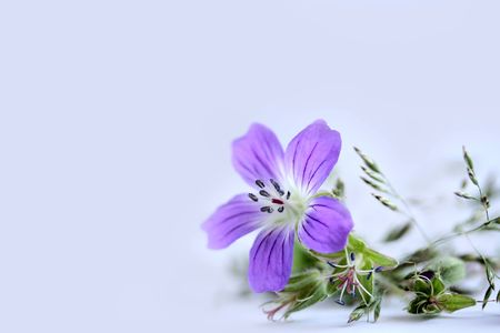Lilac field flower and grass on a white backgroundの写真素材