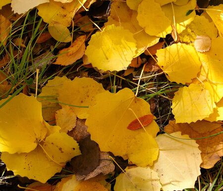 yellow foliage of an aspen, backgroundの写真素材