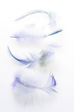 Some dark blue feathers on a white backgroundの写真素材