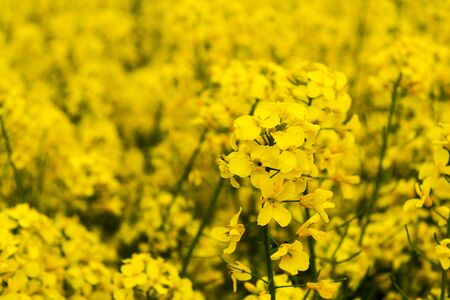 Beautiful field of yellow rape. A closeup photo of a rapeseed flower. Growing seeds of agricultural...