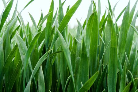 Beautiful field of young green wheat. Nature wallpapers. Growing seeds of agricultural crops. Spring...