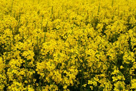 Beautiful field of yellow rape. A closeup photo of a rapeseed flower. Growing seeds of agricultural crops. Rapeseed oil. Spring, sunny landscape. Wallpaper of nature in Belarus.の写真素材