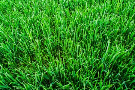 Beautiful field of young green wheat. Nature wallpapers. Growing seeds of agricultural crops. Spring landscape with green grass.の写真素材