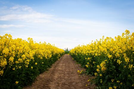 Beautiful field of yellow rape. Meadow with a forest Cultivation of agricultural crops. Spring sunny...