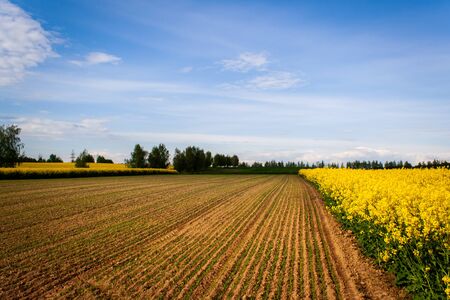Beautiful image of fields of yellow rape and green wheat Green meadow, forest. Cultivation of...