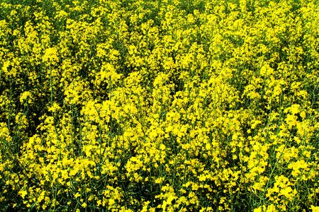 Beautiful field of yellow rape. Texture of rapeseed flowers close up. Growing seed crops. Rapeseed...