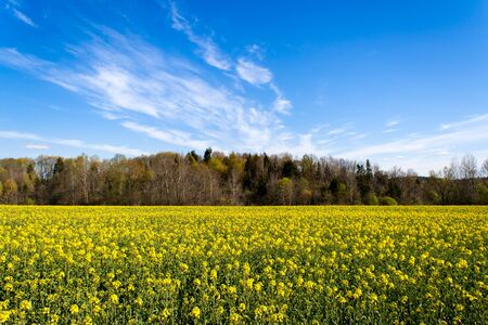 A beautiful rape field with a forest in the middle in the country with a blue sky with clouds. Magic...