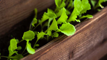 Leaves of young green salad on home bed in wooden box closeup. Growing cross salad on balcony, macro...