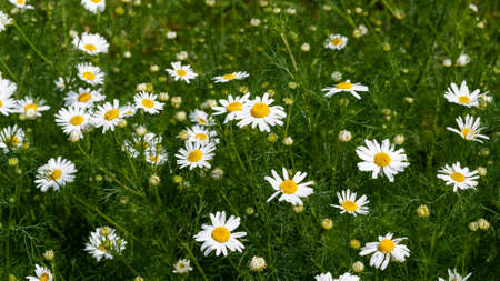 Beautiful bouquet of camomiles on sunny day in nature closeup. Daisy flowers, wildflowers, spring day. Many marguerites on meadow in garden with nice white petals and blossoms. Banner for web siteの写真素材
