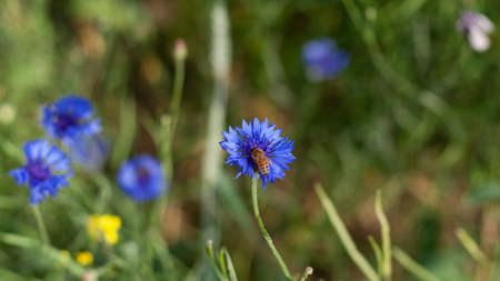 A bee collects pollen on cornflower petals in a field, close-up with a blurred background. Blue...