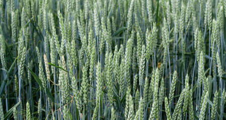 Green spikelets of wheat stood out against background of blurred wheat field. Oats rye barley. Juicy fresh unripe ears of young cereal on nature in spring-summer field close-up macro. Banner web siteの写真素材