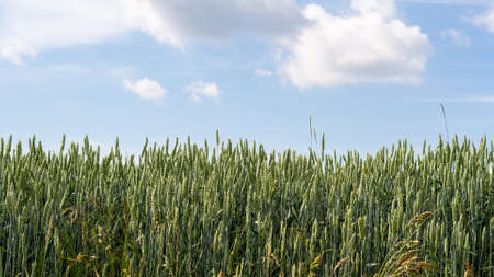 Ears of yellow-green wheat on the background of a beautiful blue sky with clouds, side view close-up. Wheat field ready to harvest. Natural cereal agriculture in agricultural areas. Desktop wallpaperの写真素材