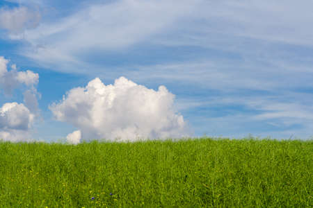 Beautiful green wheat field against the blue sky with clouds. Nature desktop wallpaper. Cultivation...