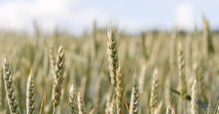 Ears of yellow ripe wheat with blurred background on blue sky, close-up side photo. A beautiful dry wheat field ready to harvest. Natural cereal agriculture in agricultural areas. Banner for web siteの写真素材
