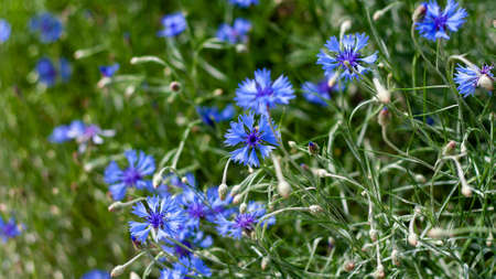 Blue cornflowers on a field in Russia. Summer landscape on nature with blue cyanus field, desktop...