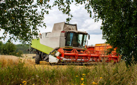 A beautiful modern combine harvester stands between the foliage of trees on a ripe wheat field in...