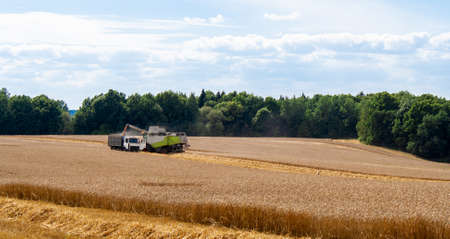Collecting wheat grain with modern harvester unloading seeds into truck trailer in distance....